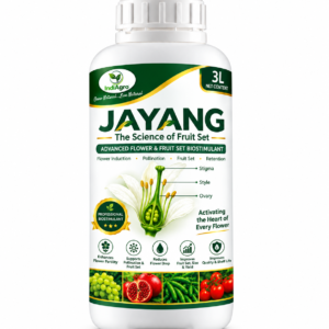 JAYANG